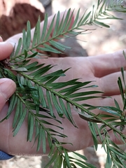 Sequoia