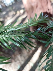 Sequoia