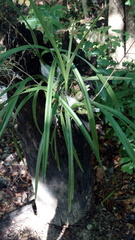 Encyclia
