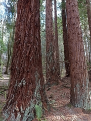 Sequoia