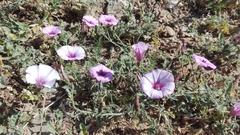 Convolvulus althaeoides