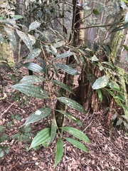 Cinnamomum subavenium