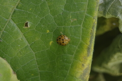 Henosepilachna sumbana