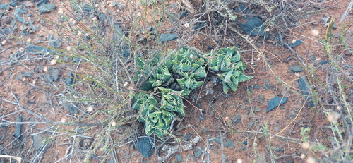 Faucaria gratiae