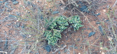 Faucaria gratiae