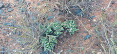 Faucaria gratiae