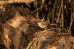 Cisticola chubbi