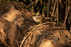 Cisticola chubbi
