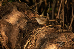 Cisticola chubbi