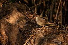 Cisticola chubbi