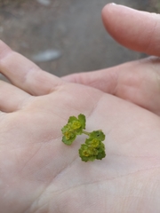 Chrysosplenium oppositifolium