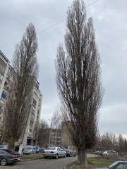 Populus