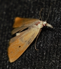 Scirpophaga incertulas
