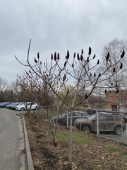 Rhus typhina