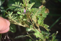 Tephrosia cinerea