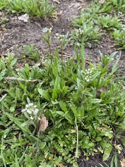 Capsella bursa-pastoris