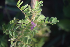 Tephrosia cinerea