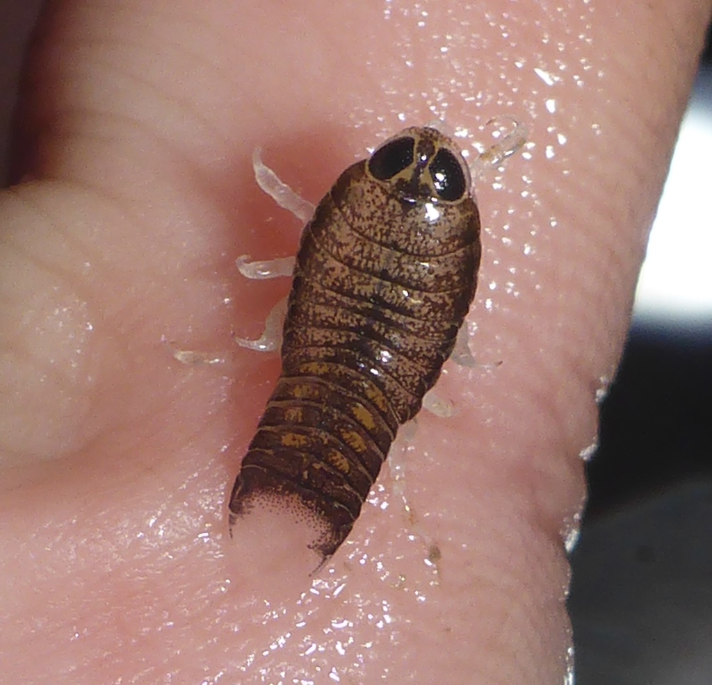 Elthusa californica