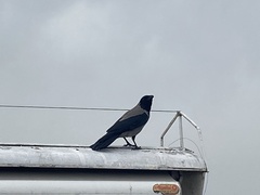 Corvus cornix