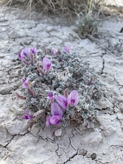 Astragalus phoenix