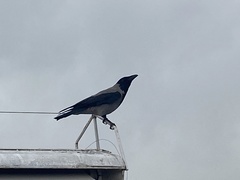Corvus cornix