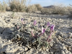 Astragalus phoenix