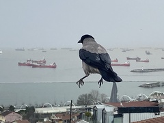 Corvus cornix