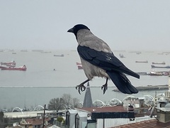 Corvus cornix