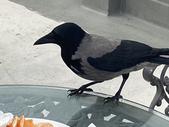 Corvus cornix