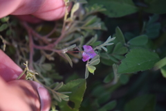 Tephrosia cinerea