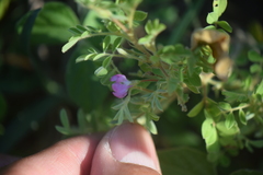 Tephrosia cinerea