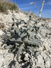 Mentzelia leucophylla