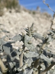 Mentzelia leucophylla