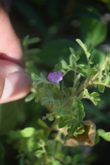 Tephrosia cinerea