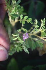 Tephrosia cinerea