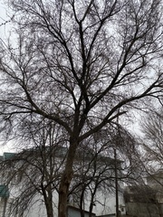 Acer negundo