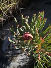 Protea canaliculata