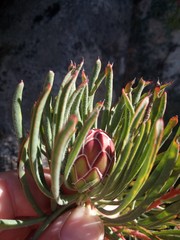 Protea canaliculata