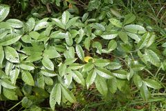 Millettia dinklagei