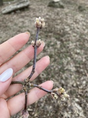 Acer negundo