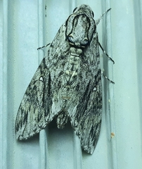 Agrius godarti