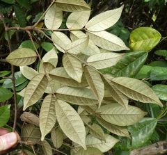 Millettia dinklagei
