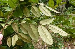 Millettia dinklagei
