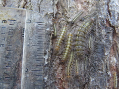 Leptocneria reducta