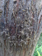 Leptocneria reducta