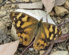 Heteronympha solandri