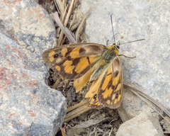 Heteronympha penelope penelope