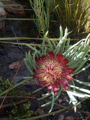 Protea canaliculata