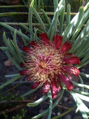 Protea canaliculata
