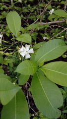 Tabernaemontana amygdalifolia